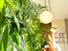 植物が茂って開放的な店内でのんびりお過ごしくださいませ