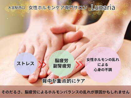 ルナリア(Lunaria)の写真