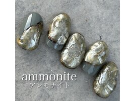 アンモナイト
