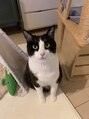 アイラッシュツリー(eyelash TREE)&nbsp;うちの猫さんです。