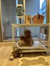【一緒にエイジングケア】愛犬と一緒に水素吸入　30分￥6000