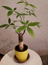 アジアンボディ(ASian Body)/枝葉がこの一年でだいぶ伸び