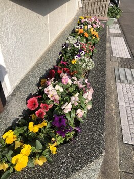 ヒカリ(Hikari)/店舗前の花壇です♪