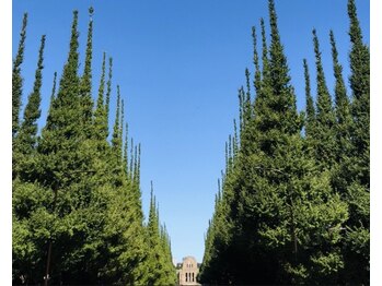 美助(bisuke)/イチョウ並木向かいのビルです！