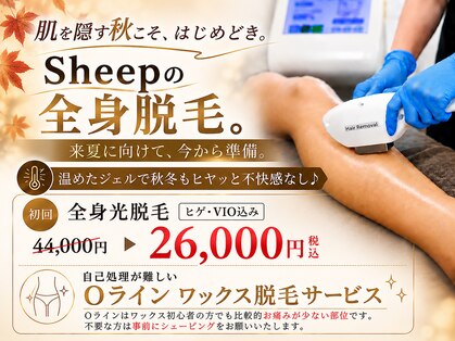 シープ(Sheep)の写真