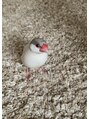 サロンドフォーエイチ(salon de 4H) 文鳥を飼っています♪名前は文太といいます。