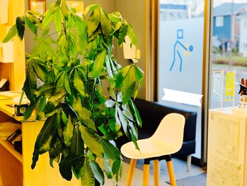 泉中央みなみ整骨院/パキラ