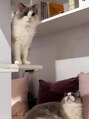 マグノリア&nbsp;愛猫メリル＆ヘレン　2階に居ます。物音がしたらこの2匹！
