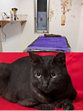 もみ助/猫ちゃん