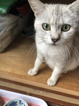 ソワンド ルバンシュ/我が家の猫☆りん。