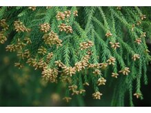 エス センダイ(S SENDAI)/花粉撃退フェイシャルスタート！