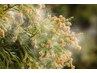 【ツラい花粉荒れに】花粉よる乾燥、敏感肌に￥11200
