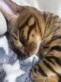 スリーラッシュアンドエルフネイル 下上津役店(threelash&elf.nail)&nbsp;オスのベンガル猫を飼ってます！