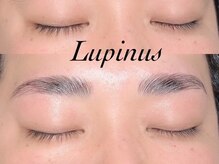 ルピナス(Lupinus)