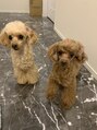 アイビー(ivy)&nbsp;我が家の愛犬たち