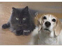 コハク(kohaku)の雰囲気（看板犬・猫の　ビビ　と　にゃぁ　♪触れ合い可能です☆）