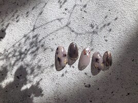 パラジェル認定サロン