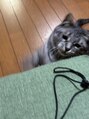バイ マリーテレジア 金山2号店(by MARIE TERESIA) 実家の愛猫