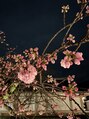 ゆめのまくら 河原町店 毎年、醍醐寺の桜を見に行きます。