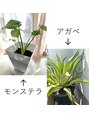 リフラック 町田店 自宅で育てています。浄化や邪気を払う効果があるそうです◎