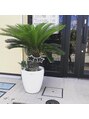 ふぁみーゆ(famille) 可愛がっている観葉植物のソテツちゃん!看板娘です(^^)