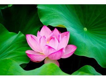 ロータスツリー(LOTUS TREE)/LOTUS TREE