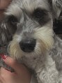 ニュイ 新潟駅前店(nuit) 実家の愛犬ミニチュアシュナウザーのひまちゃんです!/新潟
