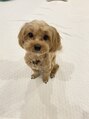 モン(mon.)&nbsp;愛犬のマルプー♪