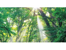 ロータスツリー(LOTUS TREE)/森林浴をしているイメージ♪