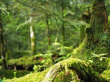 ロータスツリー(LOTUS TREE)/森で癒されるように♪