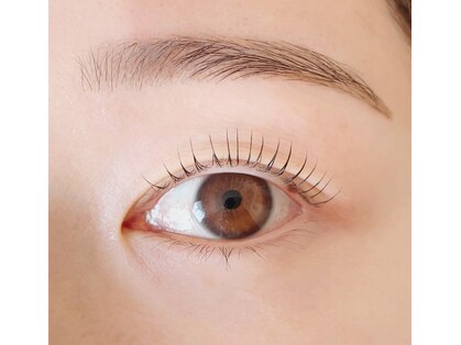 ロータス(Lotus)の写真