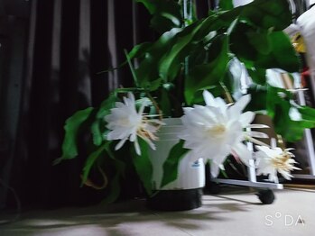 フレクシー/https://beauty-flexy.n