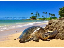 ハワイアンフォレストSpa 福岡天神店/ホヌは幸せを運ぶウミガメ