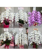 エメ(aimer)/お祝いのお花を頂きました