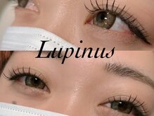 ルピナス(Lupinus)