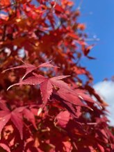 絡流(Rakuryu)/庭のもみじが青い空に映えます