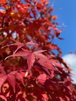 絡流(Rakuryu)/庭のもみじが青い空に映えます