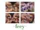 フィーユ(feey)の写真