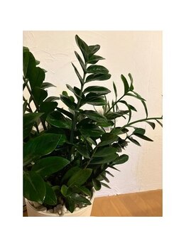 ポノサロン(pono salon)/新しい仲間