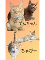 ソナ バイ イト(sona by itO.) 保護猫飼ってます♪猫好きになりました