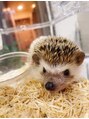 メンテ(MENTE)&nbsp;ハリネズミを飼っています！毎日癒されています♪