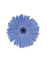 カーロ(CARO)&nbsp;CARO 