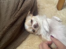 ラピス(Lapis)/あられ店長☆