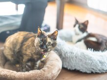 ローズ(ROSE)/別室に猫ちゃんもいます