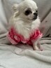 【愛犬と一緒にネイル時間を♪】毎週月曜日のみワンちゃん同伴可