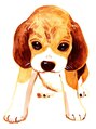 コリトッテ 大船店&nbsp;ペットのお話お聞かせください(^-^) 昔ビーグル犬を飼ってました