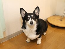 野と花鍼灸院/コーギー犬　いなりさん