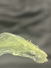 エクリプス(ECLIPSE)/フェイスワックス