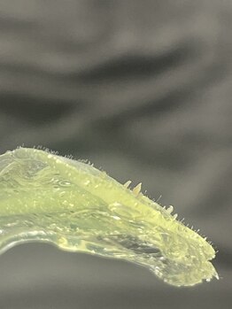 エクリプス(ECLIPSE)/フェイスワックス