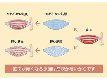 I.S.E.深部組織 筋膜リリースセンター/筋膜と筋肉の関係ついて